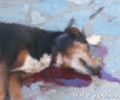 Αμαλιάπολη Μαγνησίας: Έκοψε τον λαιμό του σκύλου με τσεκούρι ή φτυάρι